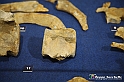 VBS_9115 - Museo Paleontologico - Asti